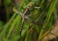 Female Dot-Tailed Whiteface dragonfly, leucorrhinia intacta