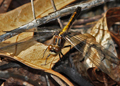 Female Frosted Whiteface dragonfly, leucorrhinia frigida