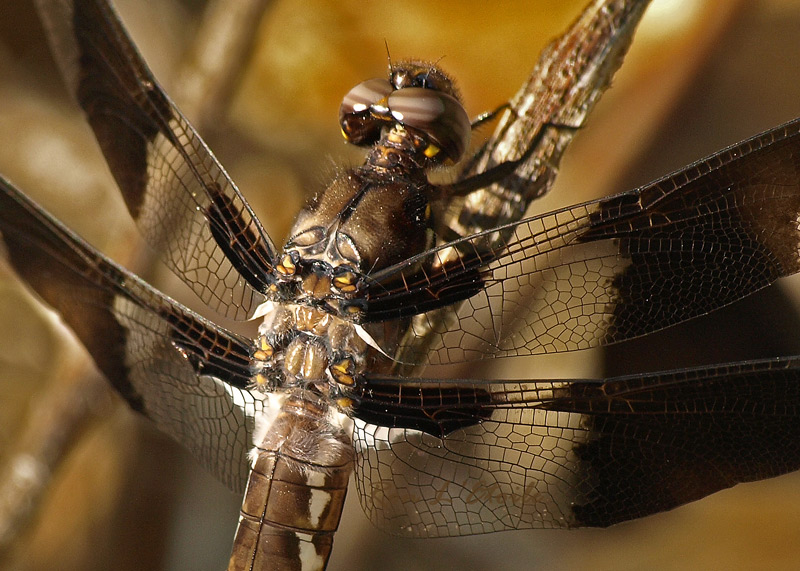 Male Common Whitetail Juvenile dragonfly, libellula lydia