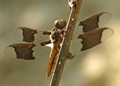 Male Common Whitetail Juvenile dragonfly, libellula lydia